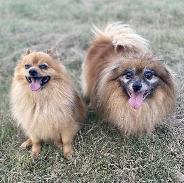 Meet our pets of the month Stanthorpe Today