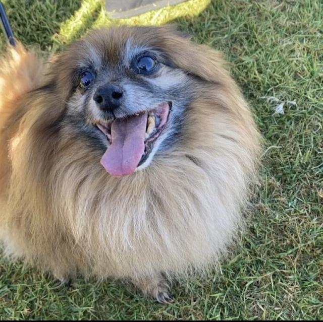 Meet our pets of the month Stanthorpe Today