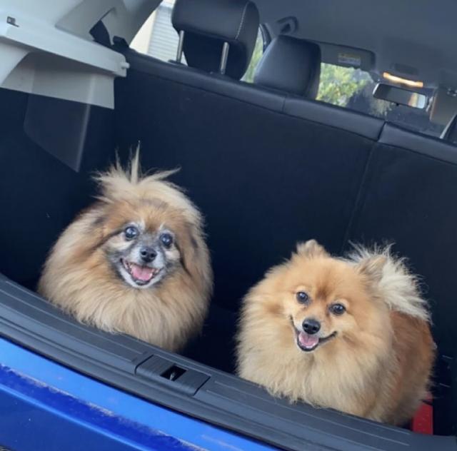 Meet our pets of the month Stanthorpe Today