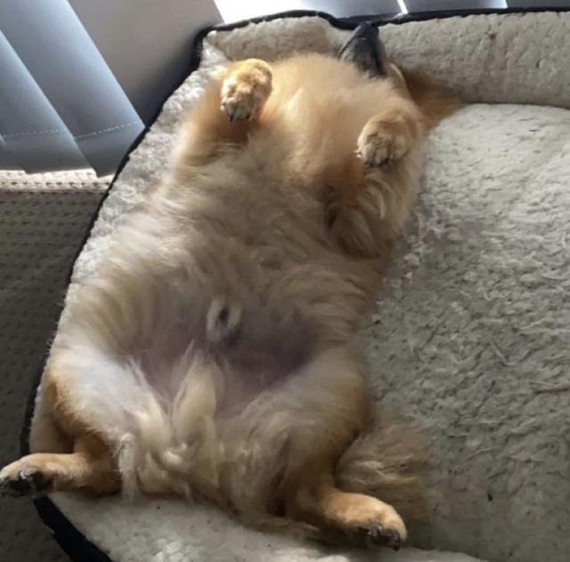 Meet our pets of the month Stanthorpe Today