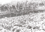 1892_275675_04.PNG