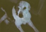 peppadog_274939_02.JPG