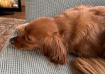 hamish_278740_01.jpg