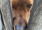 hamish_278740_02.jpg