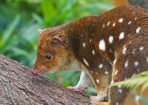 quoll_281298_03.jpg