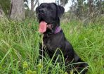 sheba_285733_01.jpg