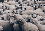 sheep_291528_02.jpg