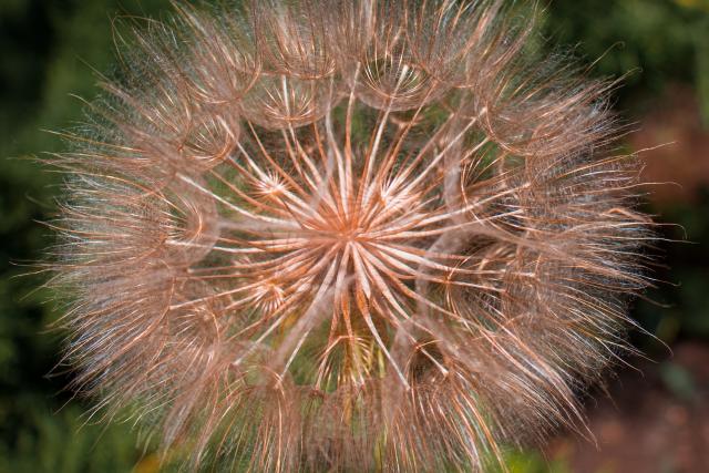 Pesky little weeds | Stanthorpe Today