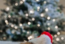 Our Journalists top five christmas movies