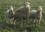 weekfarm_310106_01.jpg