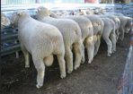 weekfarm_310106_03.jpg
