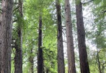 Holiday time in dream machine