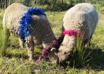 weekfarm_313256_04.JPG