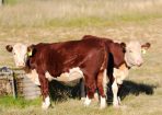 weekfarm_313256_06.JPG