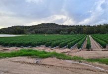 Time for fresh tomatoes on the Granite Belt