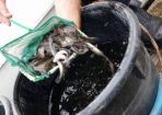 wtfish_317774_01.jpg