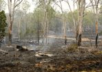 Bushfire_370897_03.jpg