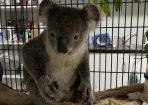 koala_371165_03.jpg