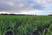 Sugarcane extract: Can it improve mental health?