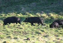 More pig control needed