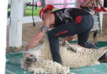 Stars of the festival