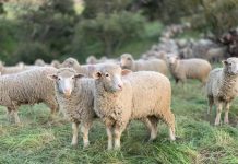 BOM warning for sheep graziers
