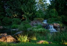 Capture natures beauty on World Environment Day