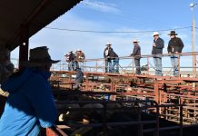 Gates open on the upgraded Saleyards