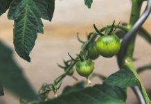 Ag-waste recovery for Southern Downs