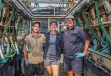 Local to lead Dairy Australia