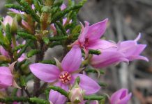 Launch of boronia film