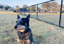 Unleash the furry friend fun