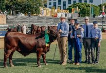 Allora cattle producer shines at Ekka