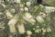 The plant drive welcomes spring