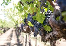 Calling wine lovers, growers and producers