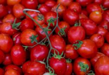 Restriction to combat tomato virus