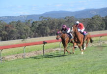 Warwick trainers dominate cup