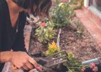 gardening_436444_02.jpg
