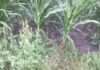Herbicide resistance overseas