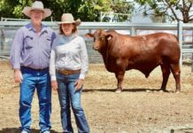 NIOA invests in future with new sires