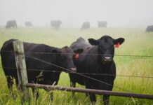 Shorter than usual for livestock