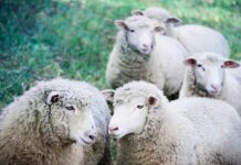 Up and down for the sheep and lamb market