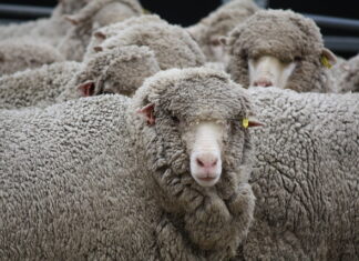 Rain keeps numbers down at sheep and lamb sale