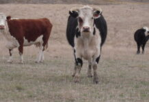 Beef high and lamb low