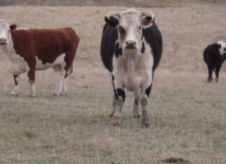 Beef high and lamb low