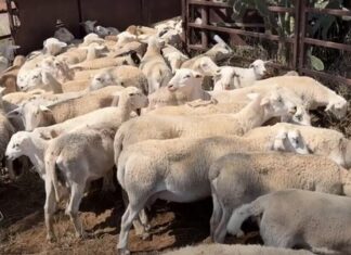 Warwick property searched as part of livestock theft investigation