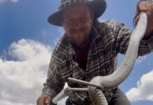 Southern Downs gets new snake catcher