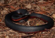 Vet urges pet owners to remain vigilant of snake bites