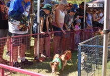 GALLERY: Pig races raise more than $45k for charity