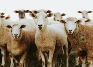 Lamb market lifts as quality lines attract buyers